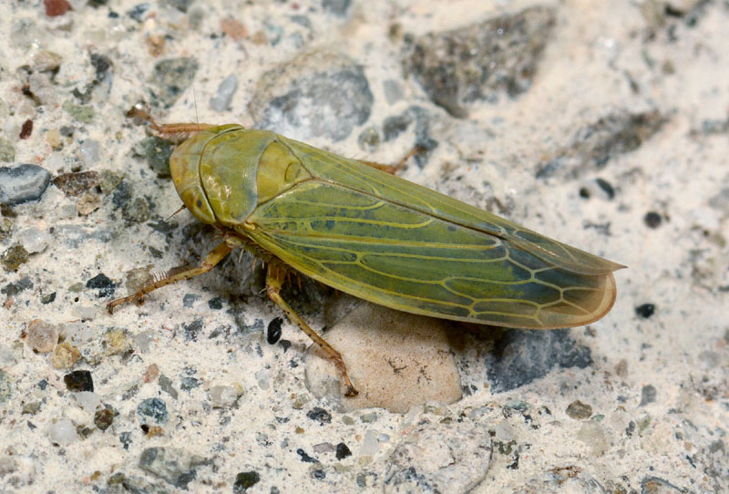 Cicadellidae da confermare